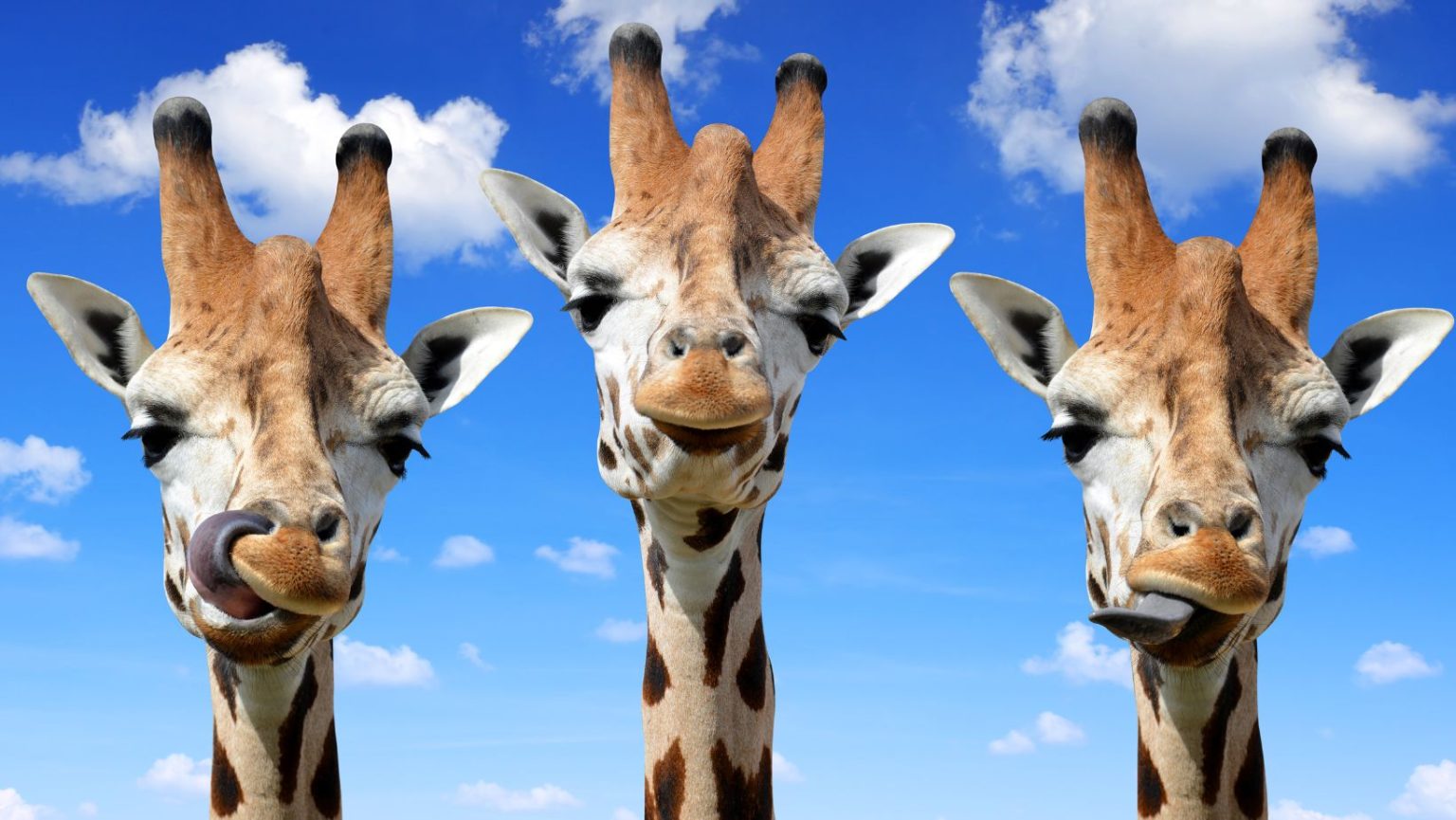 Explore the World of Drawing:bkjikold4xi= Giraffe: Anatomy, Habitat