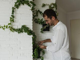 Free A man attentively watering ivy on a white brick wall indoors. Stock Photo