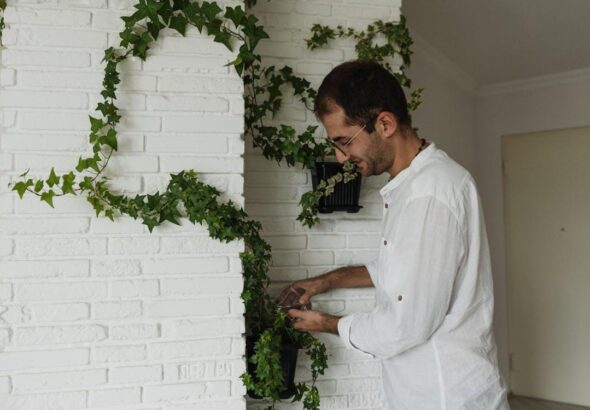 Free A man attentively watering ivy on a white brick wall indoors. Stock Photo