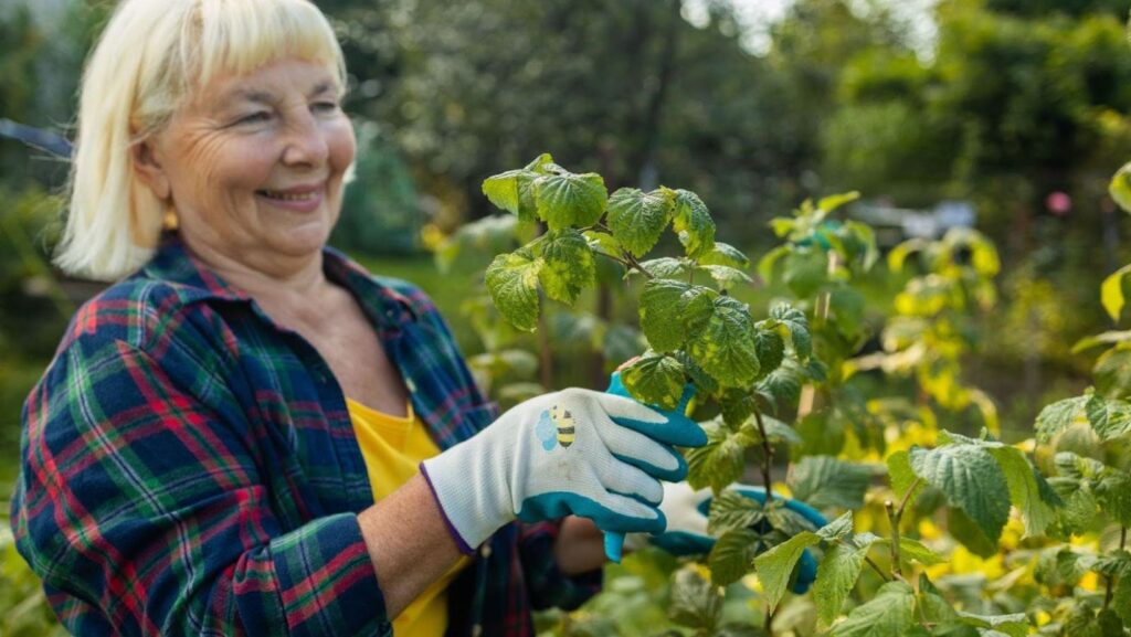 A woman following the best blackberry bush care practices by pruning the bush.