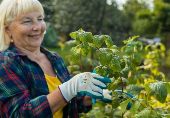 A woman following the best blackberry bush care practices by pruning the bush.