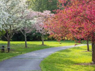 A paved walkway lined with neatly pruned crabapple trees in the summer bloom.