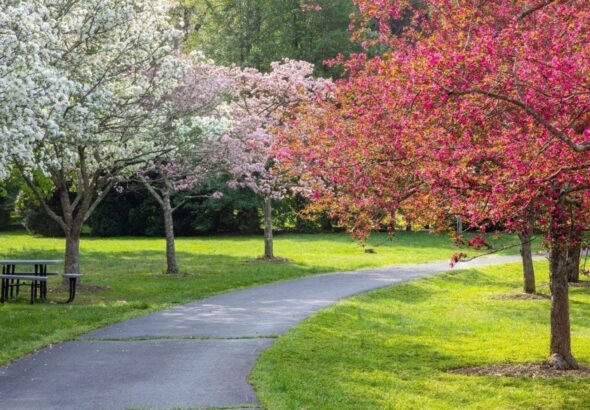 A paved walkway lined with neatly pruned crabapple trees in the summer bloom.