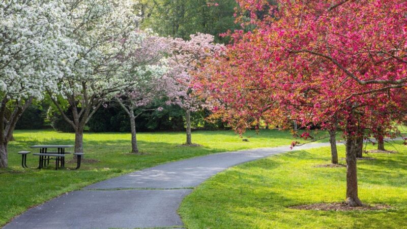 A paved walkway lined with neatly pruned crabapple trees in the summer bloom.